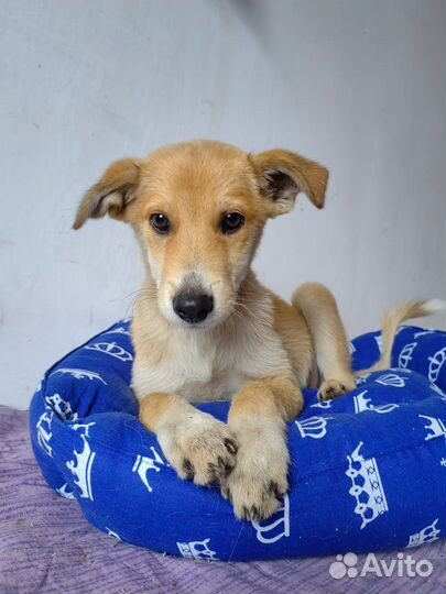 Лучик солнце