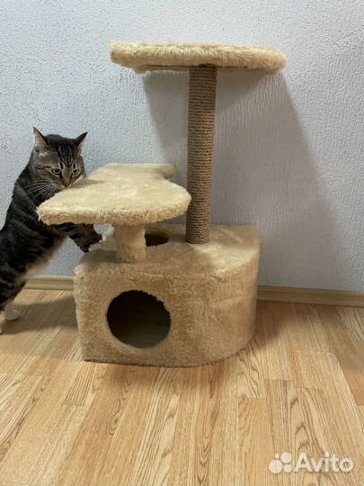Кошечка в добрые руки