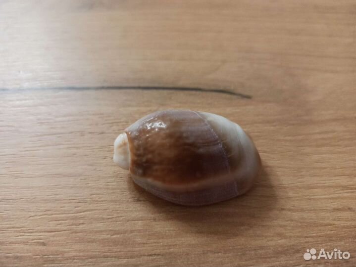 Морская раковина