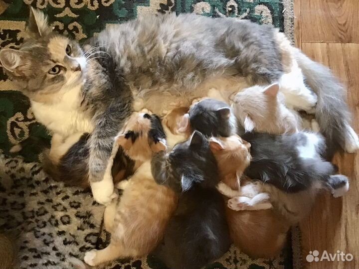 Котята. Радость в дом