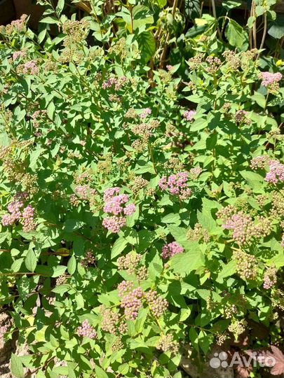 Очиток почвопокровный-100, седум-100