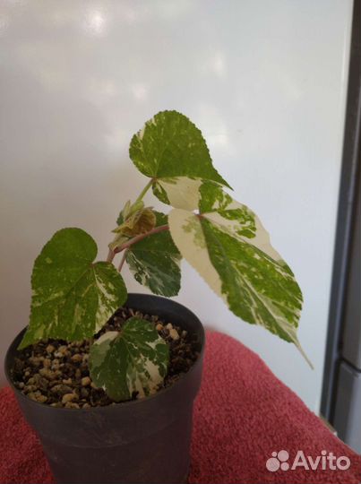 Гибскус липолистный