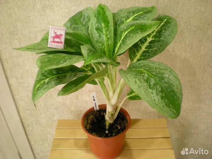 Цветы для дома,офиса