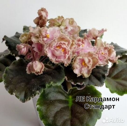 Сортовые фиалки