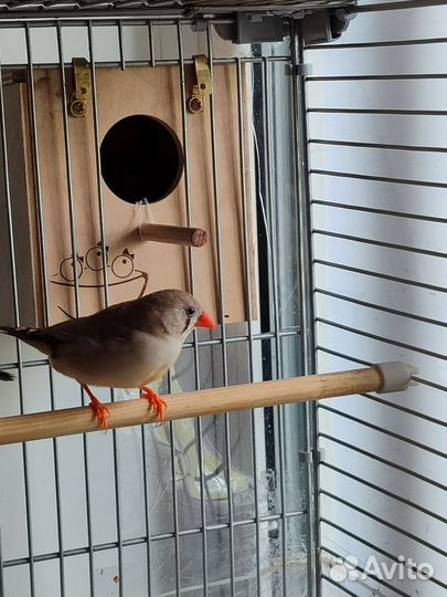 Зебровые амадины