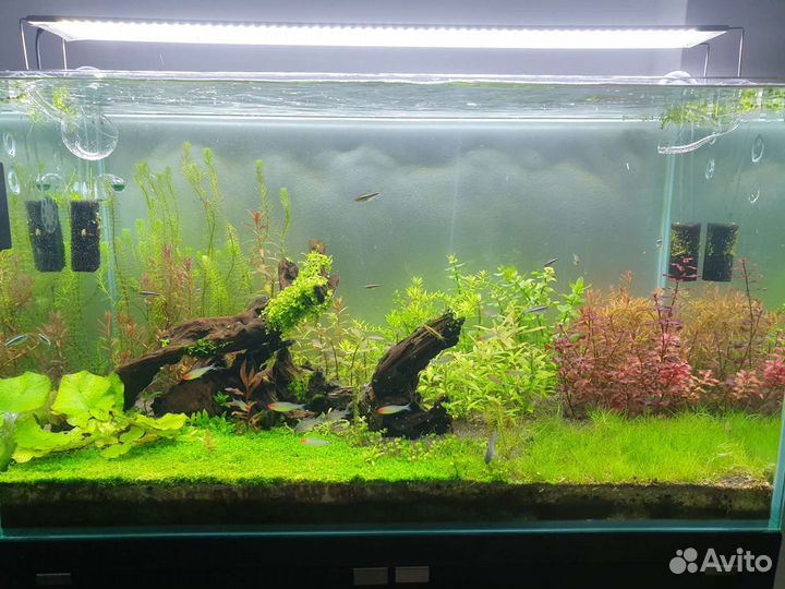 Аквариумные растения