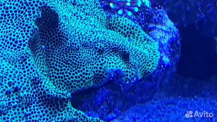 Продам актинию для морского аквариума