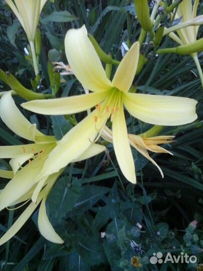 Ирис / лилейник