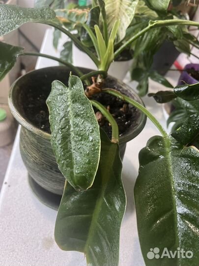 Комнатные растения цветы