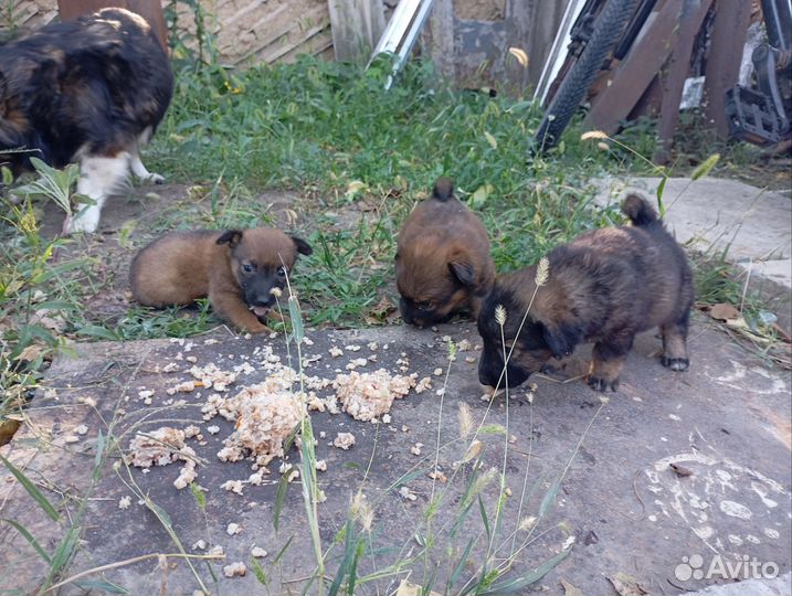 Кутята в добрые руки