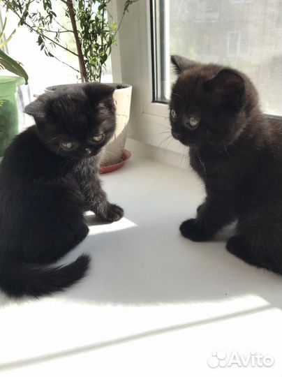 Британские котята