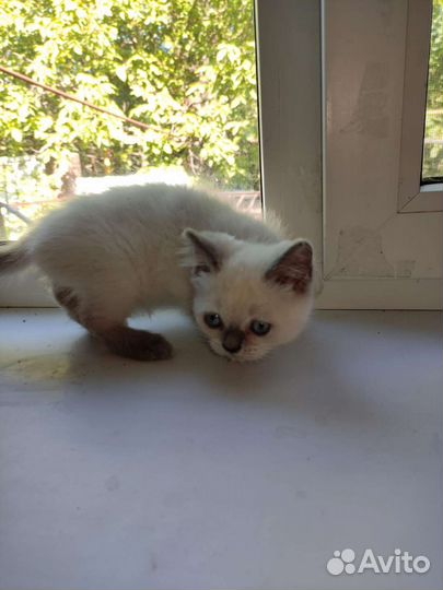 Домашние животные котята