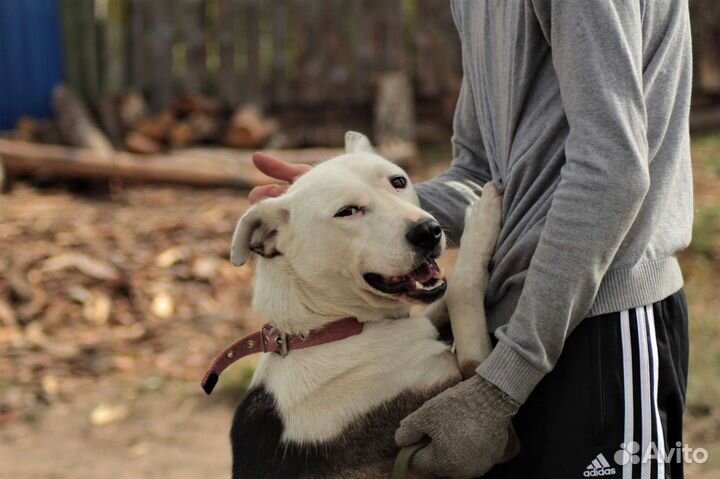 Собака Бобби