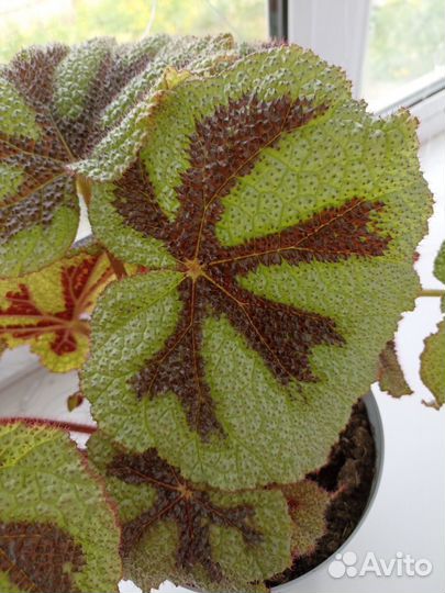 Фиалки и бегонии