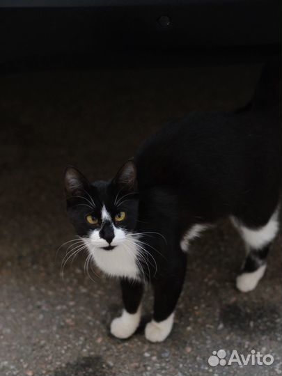 Малышка Капелька (кошка)