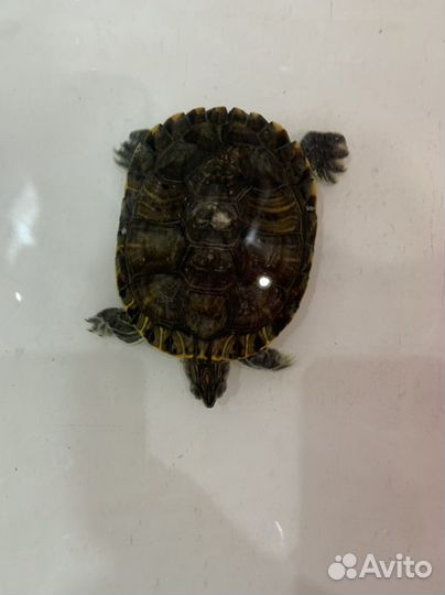 Черепаха