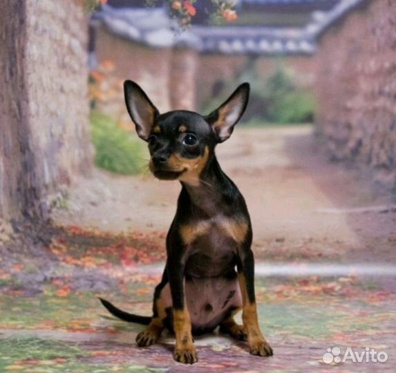 Мини той-терьер