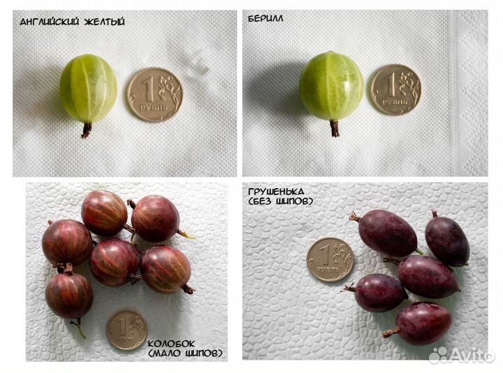 Саженцы крыжовника (11 сортов)
