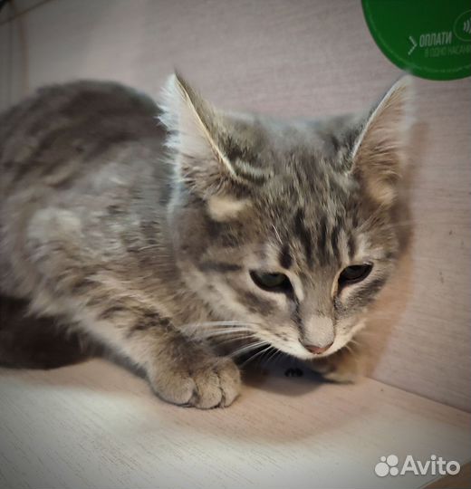 Котёнок в беде