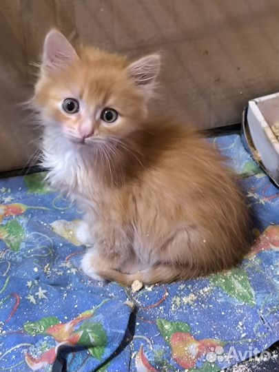 Котята в добрые руки бесплатно