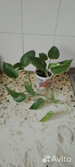 Сциндапсус золотистый,монстера манки,хойя