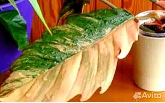 Филодендрон карамель марбл вар