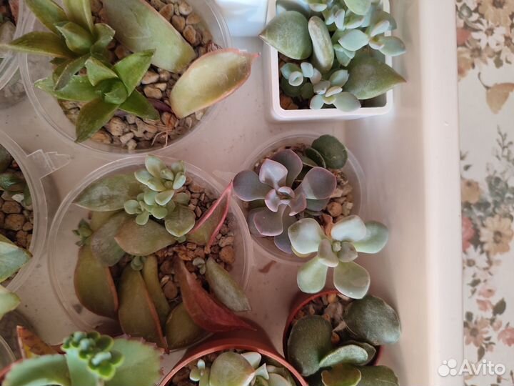 Суккуленты