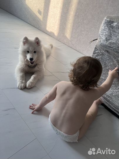 Щенки самоеда