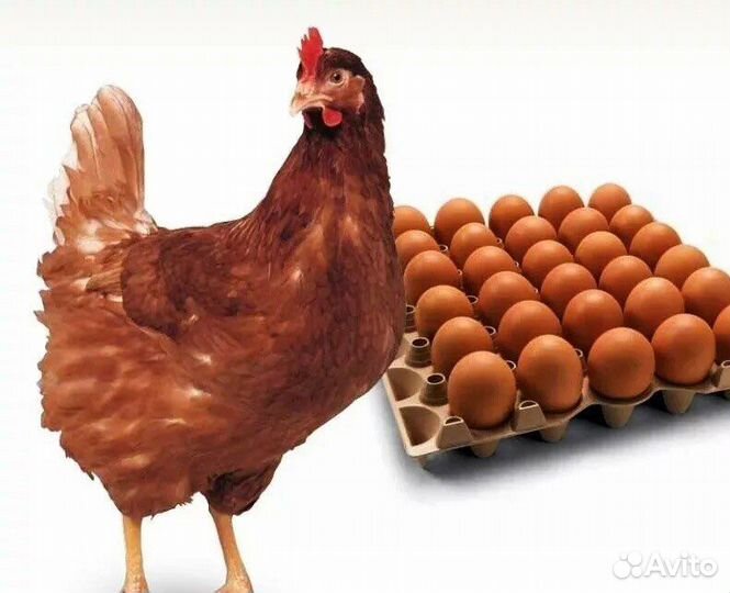 Молодка несушка