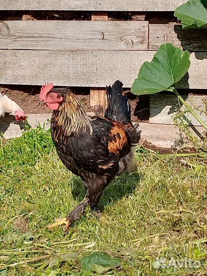 Молодые петухи