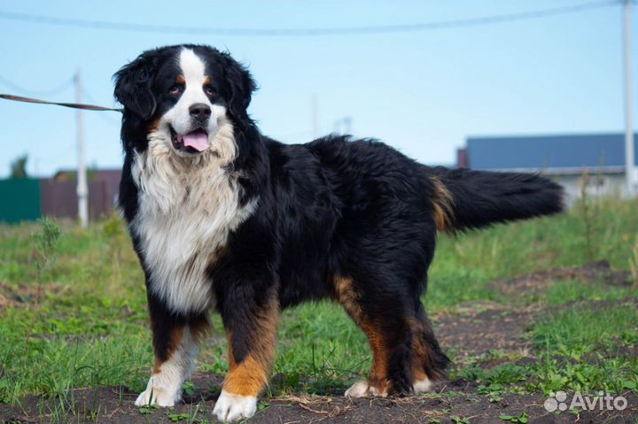 Щенки бернский зенненхунда