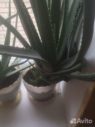 Алоэ 5 лет