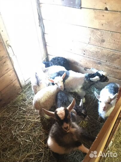 Козы козлята козлы