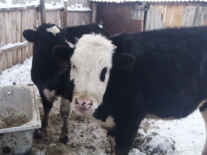 Продаются телята