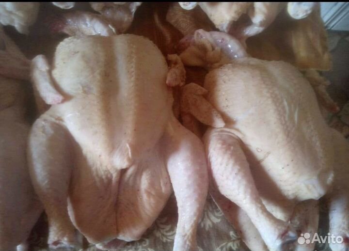 Мясо домашнего бройлера Халяль