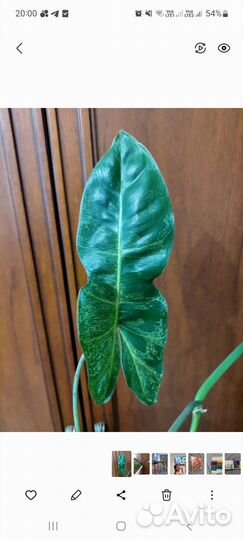 Филондендрон Paradiso Verde