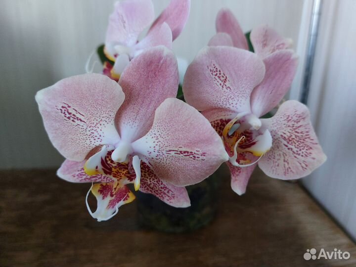Орхидеи фаленопсисы