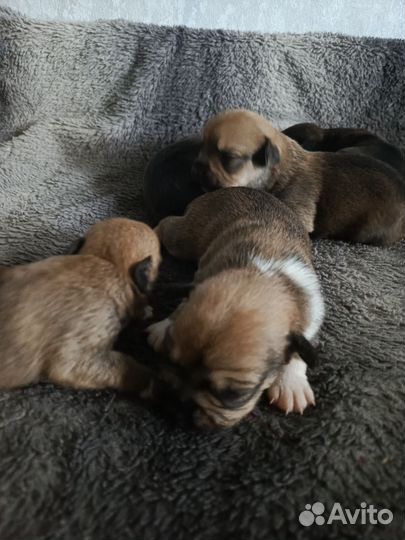 Метис французского бульдога