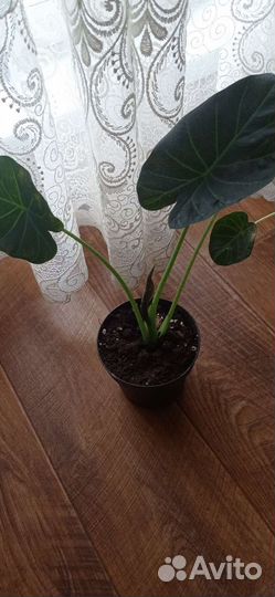 Алоказия Регал шилдс