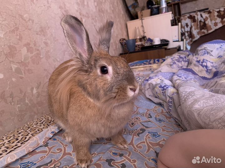Декоративный кролик