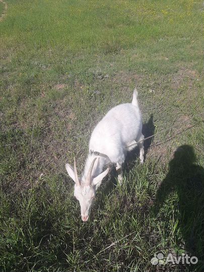 Коза дойная молочная