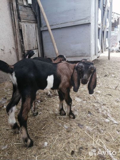 Англо нубийские козы