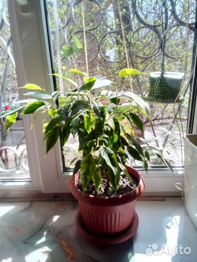 Фикус бенджамина Регидан