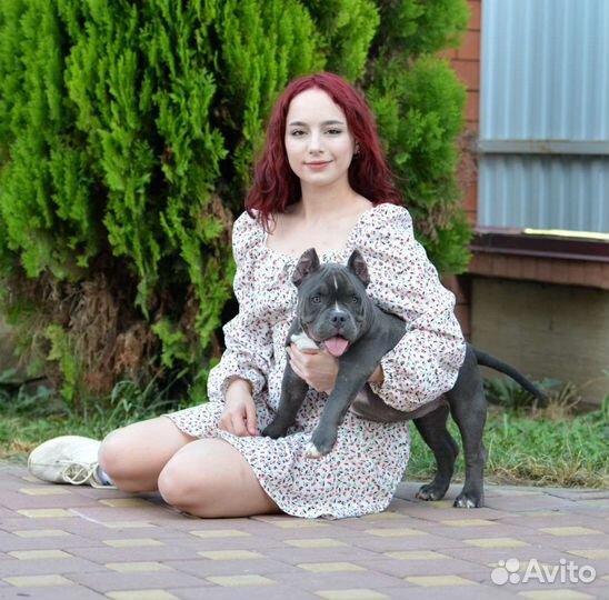 Американский булли покет Девочка