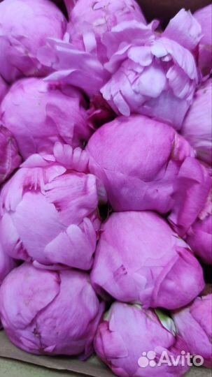 Пионы 11шт 15шт 51шт 101шт/ розы/ цветы