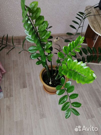 Замиокулькас, доллоровое дерево