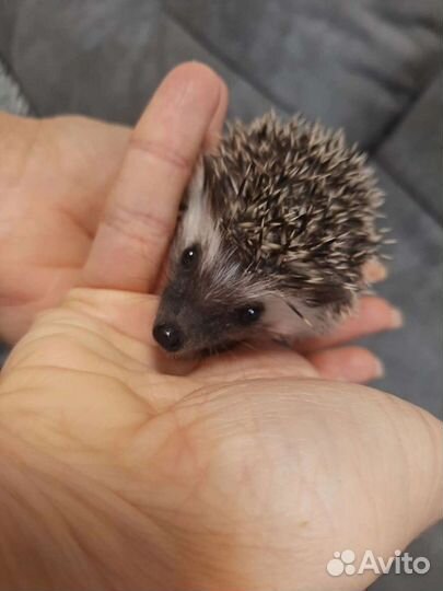 Африканский ежик