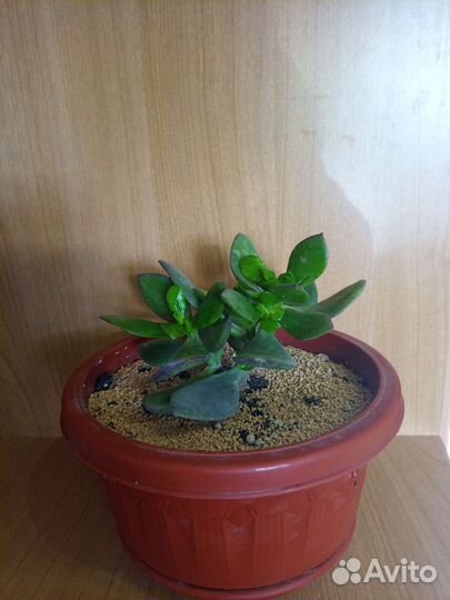 Крассула толстянка