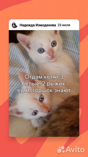 Отдам бесплатно котят