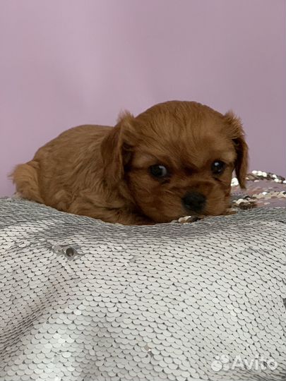 Девочки кавалер кинг чарльз спаниель